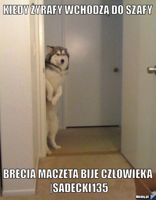 Kiedy żyrafy wchodzą do szafy Brecia maczeta bije człowieka |Sadecki135