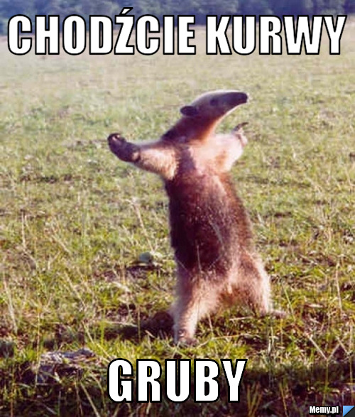 Chodźcie kurwy gruby