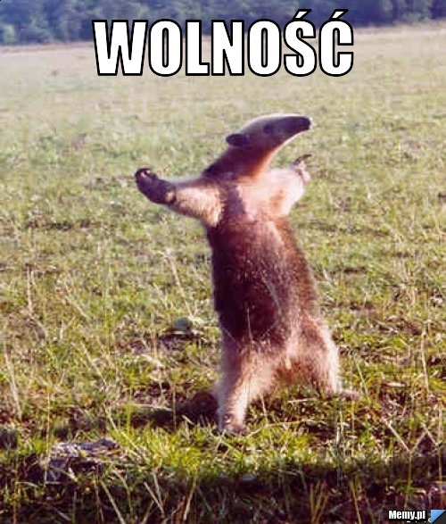 Wolność 