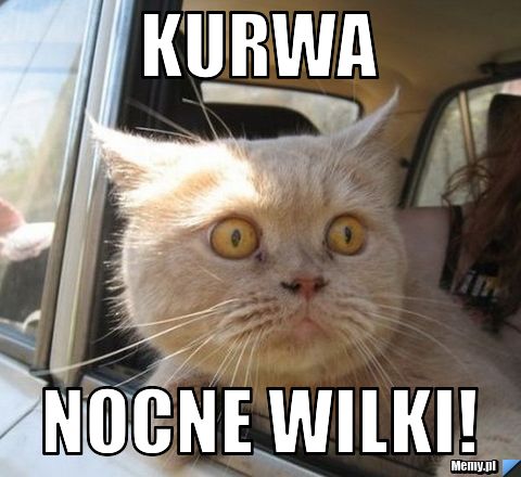 Kurwa nocne wilki!