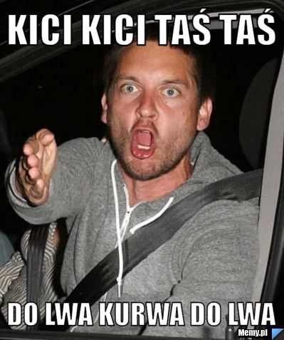 Kici kici taś taś Do lwa kurwa do lwa 