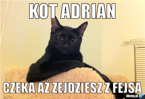 Kot Adrian czeka aż zejdziesz z fejsa
