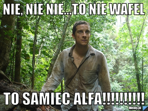 Nie, nie nie...to nie wafel To samiec ALFA!!!!!!!!!!