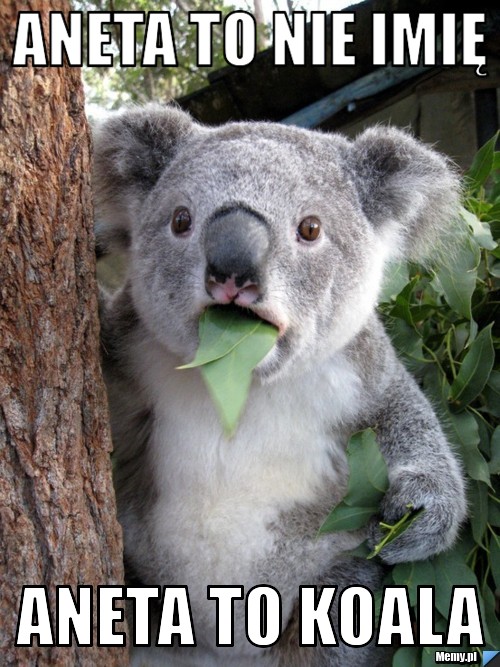 Aneta to nie imię Aneta to koala