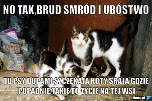 No tak,brud smród i ubóstwo tu psy dupami szczekają koty srają gdzie popadnie,takie to życie na tej wsi