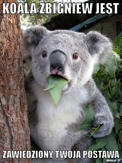Koala zbigniew jest zawiedziony twoja postawa