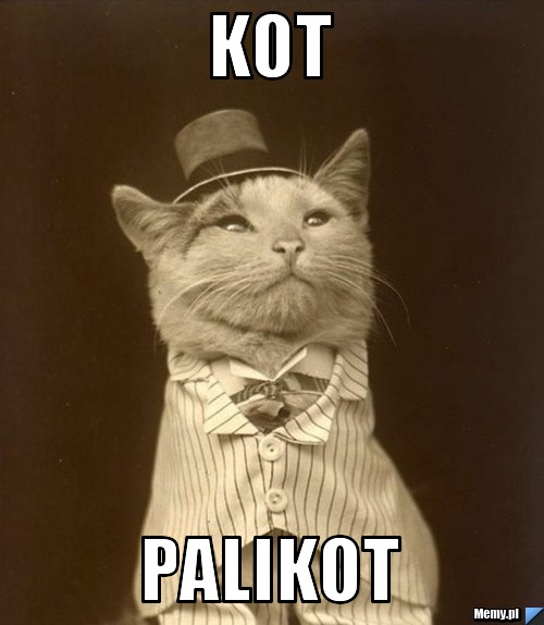 Kot  palikot
