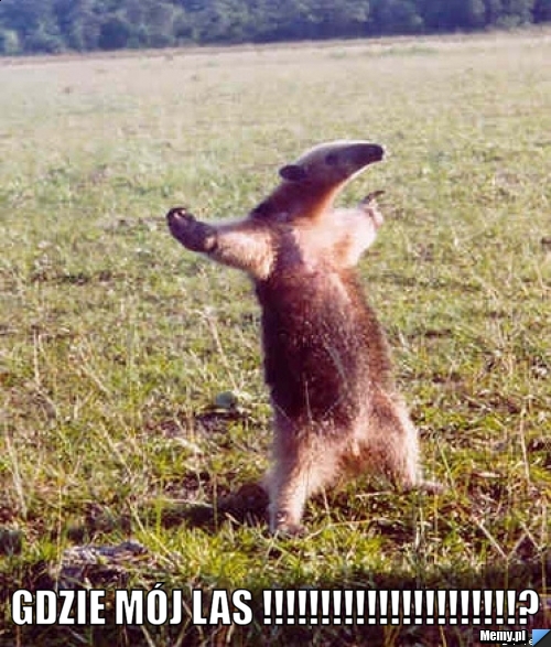  gdzie mój las !!!!!!!!!!!!!!!!!!!!!!?