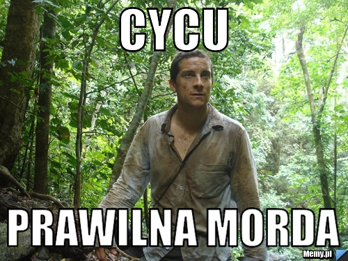 Cycu Prawilna morda