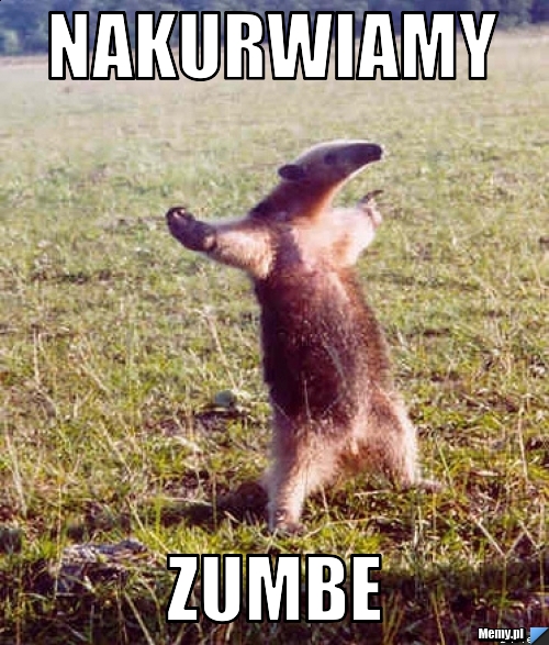 Nakurwiamy  zumbe
