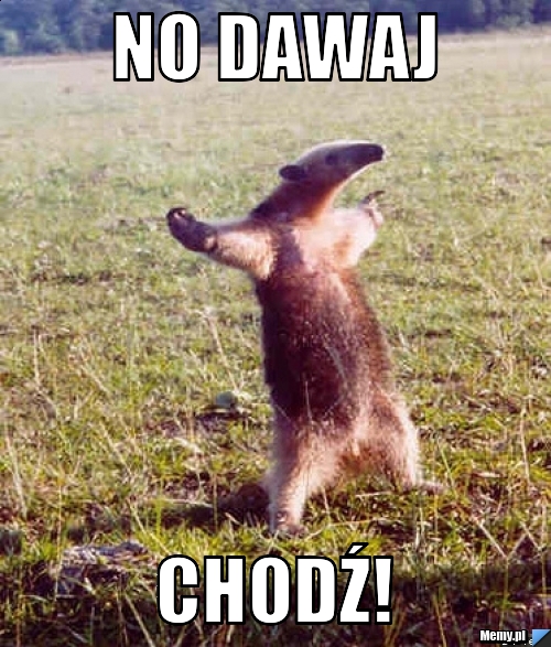 No dawaj chodź!