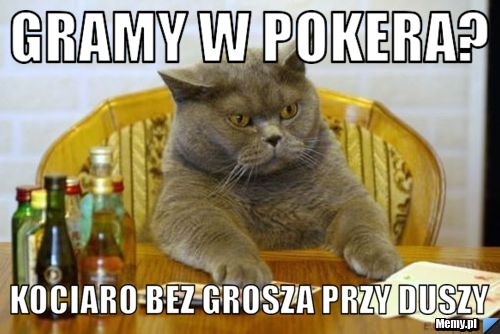 Gramy w pokera? kociaro bez grosza przy duszy