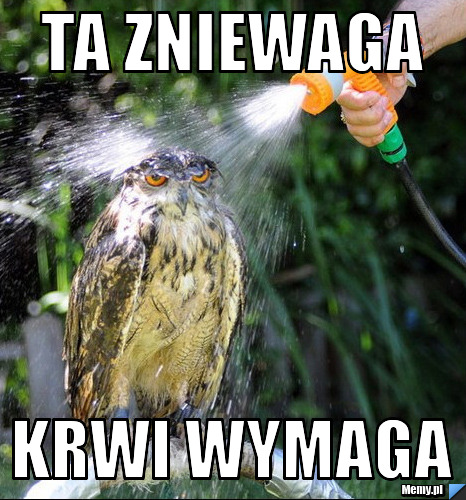Ta zniewaga krwi wymaga