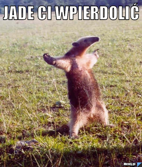 JADE ci wpierdolić 