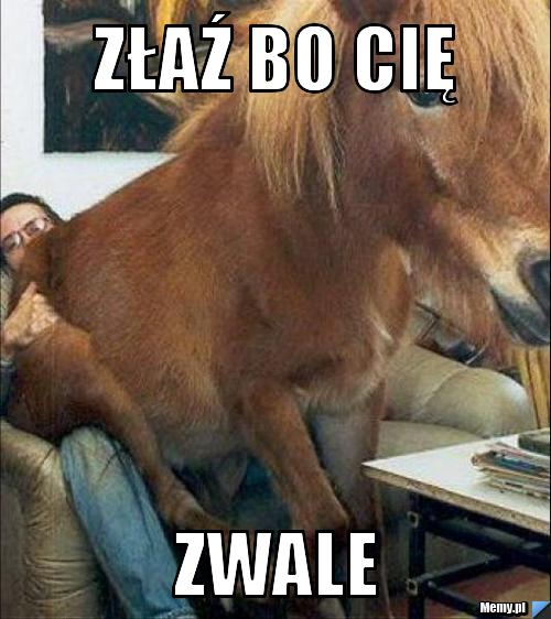 Złaź bo cię zwale 