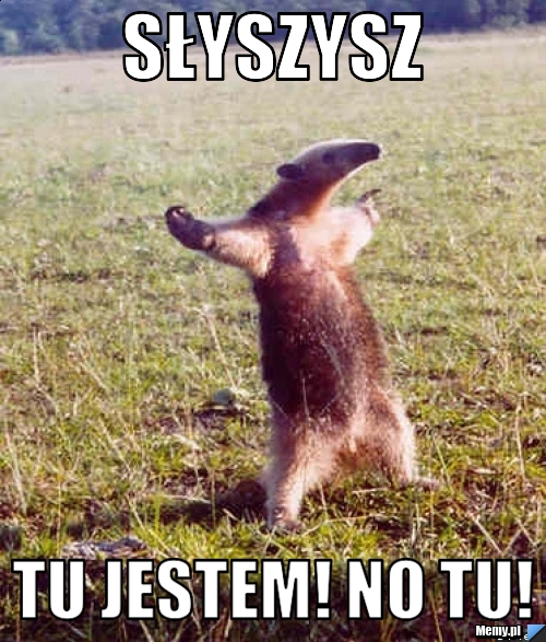 Słyszysz  tu jestem! no tu!