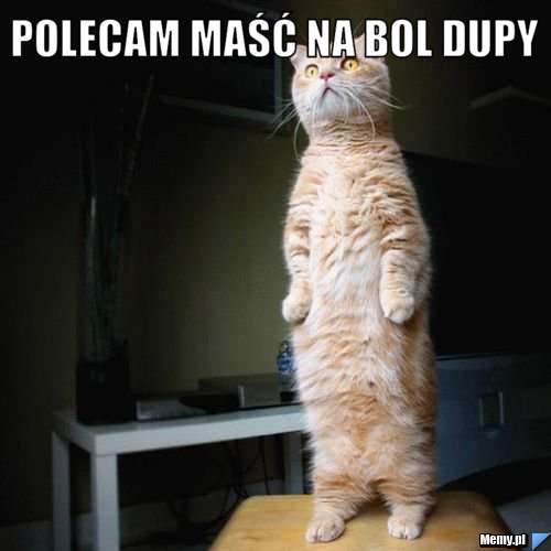 Polecam maść na bol dupy 