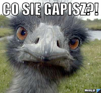 Co się gapisz?! 