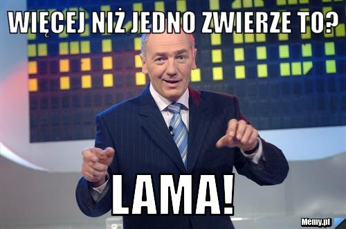 Więcej niż jedno zwierze to? Lama!