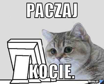 Paczaj kocie.