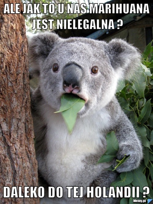 Ale jak to u nas marihuana jest nielegalna ? daleko do tej holandii ?