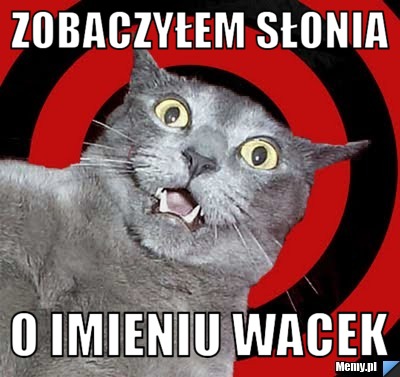 Zobaczyłem słonia  o imieniu wacek