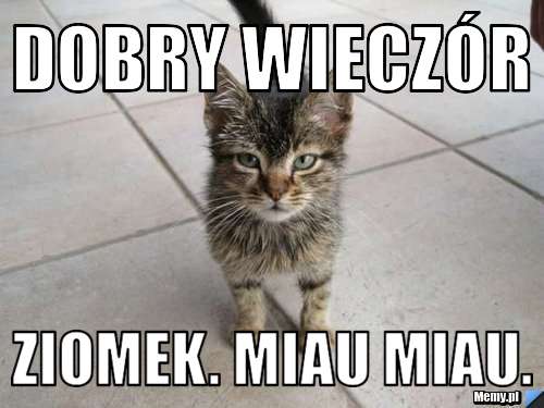 Dobry wieczór  ziomek. Miau miau.