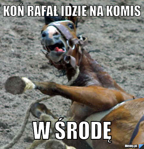 Koń rafał idzie na komis   w środę 