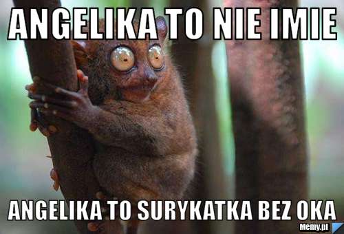 Angelika to nie imie Angelika to surykatka bez oka