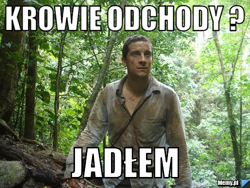 Krowie odchody ? jadłem