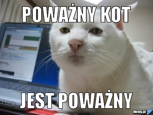 Poważny kot jest poważny