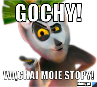 Gochy! wąchaj moje stopy!