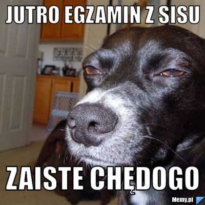 Jutro egzamin z sisu zaiste chędogo