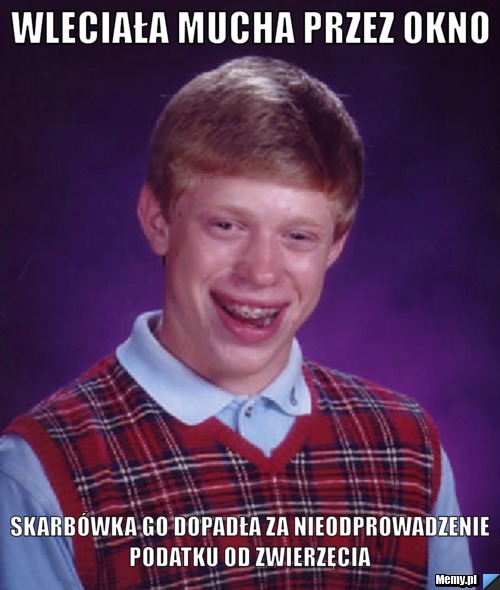 Wleciała mucha przez okno  Skarbówka go dopadła za nieodprowadzenie podatku od zwierzęcia 