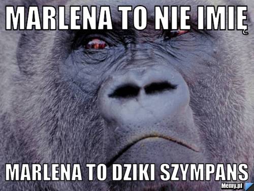 Marlena to nie imię marlena to dziki szympans