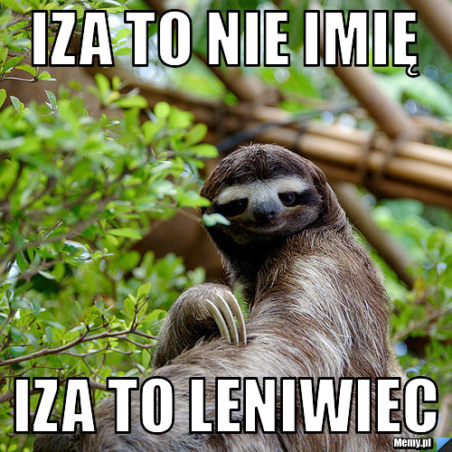 Iza to nie imię Iza to leniwiec