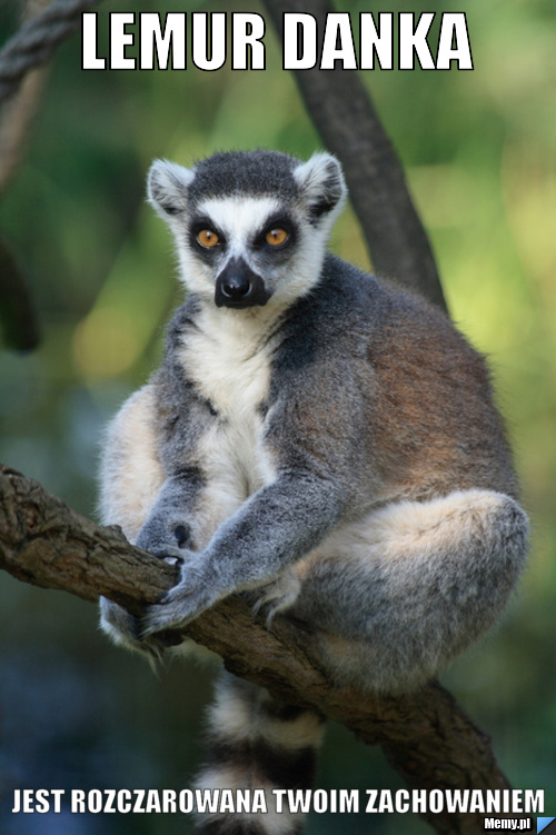 Lemur Danka Jest rozczarowana twoim zachowaniem