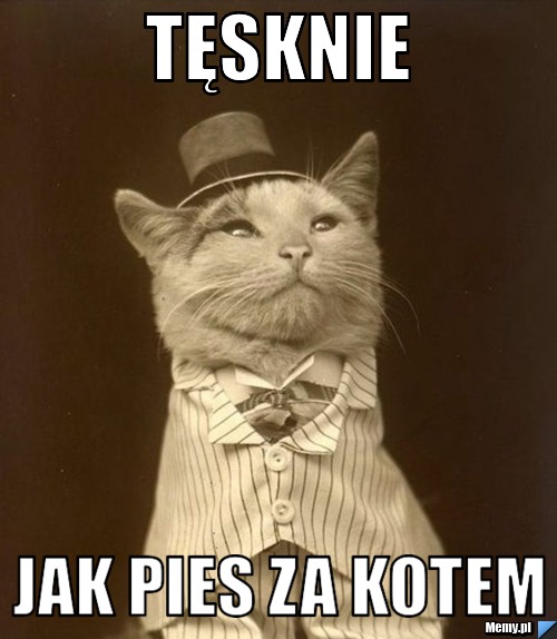 Tęsknie  jak pies za kotem 