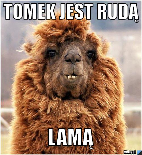 Tomek jest rudą lamą