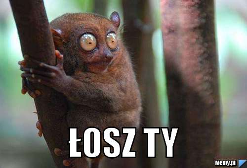  Łosz ty