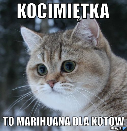 Kocimiętka to marihuana dla kotów