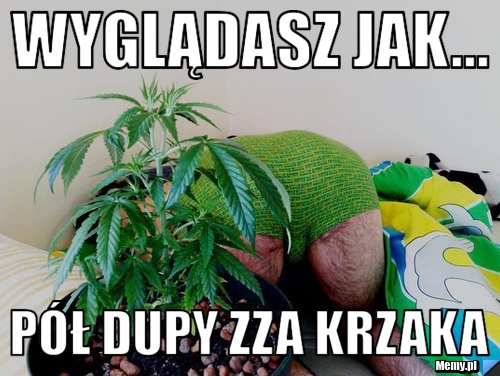 Wyglądasz jak... pół dupy zza krzaka
