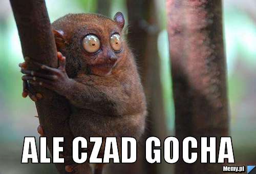  ALE CZAD GOCHA