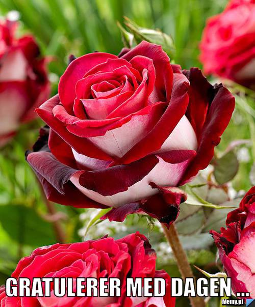  gratulerer med dagen ...