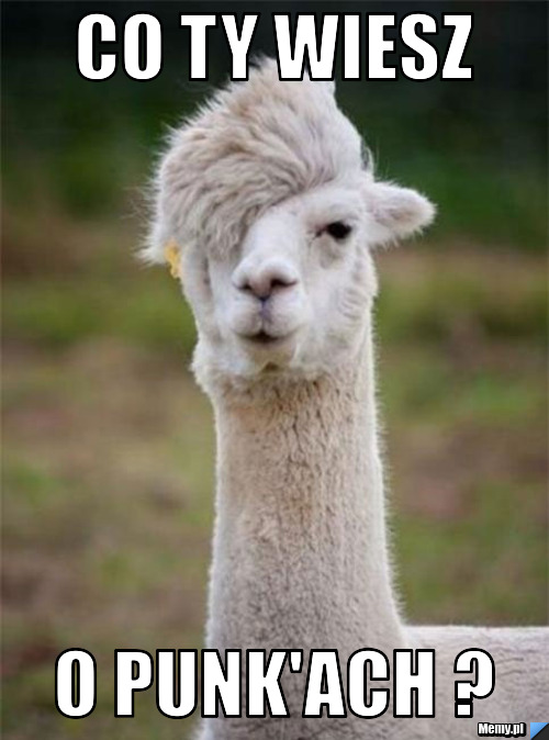 Co ty wiesz  O punk'ach ?