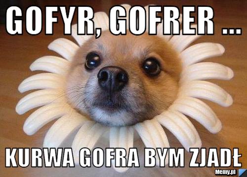 Gofyr, Gofrer ... Kurwa Gofra bym zjadł 