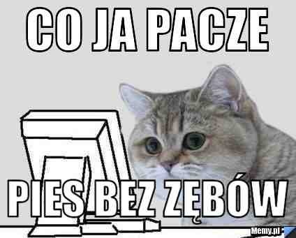 Co ja pacze  pies bez zębów