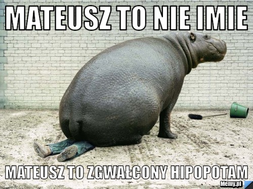 Mateusz to nie imie Mateusz to Zgwałcony Hipopotam