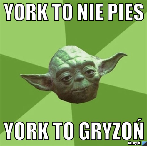 York to nie pies York to gryzoń