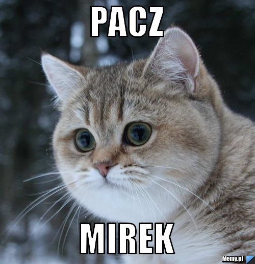 Pacz mirek